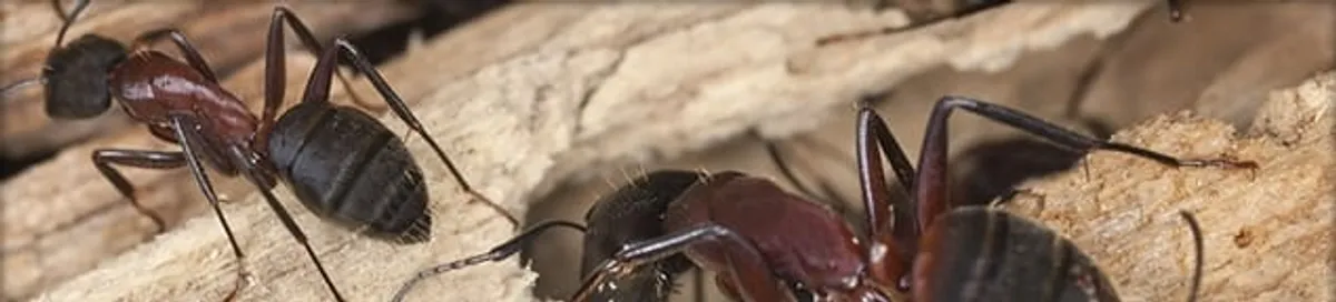 Close-up of ants on wood showing an active ant infestation in Wilmington, NC