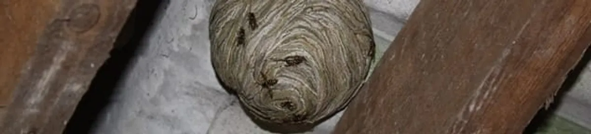 Wasp nest in an attic space, a common home infestation risk in Wilmington, NC