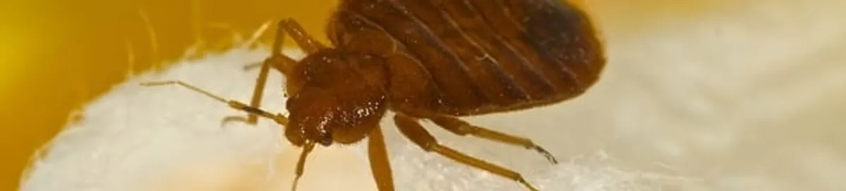 Close-up of a bed bug, a sign of an active infestation in Wilmington, NC