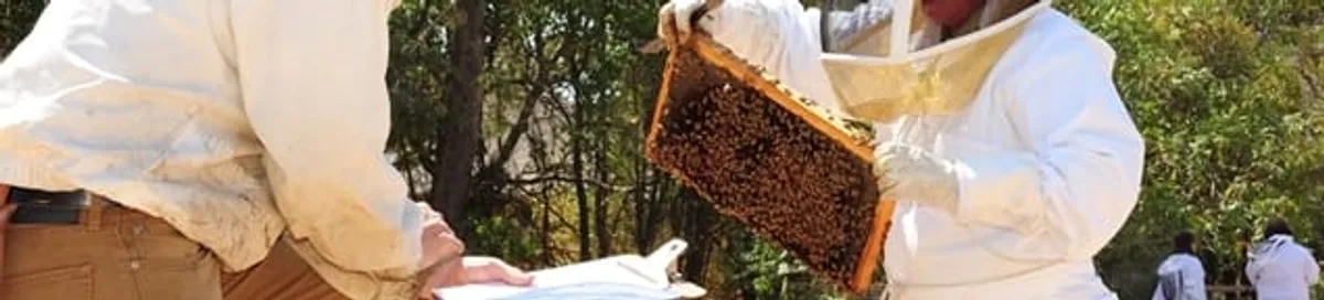 Bee removal specialists relocating a hive and honeycomb safely in Wilmington, NC