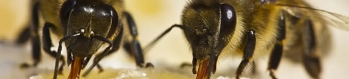 Close-up of honey bees, a sign of a nearby hive in Wilmington, NC