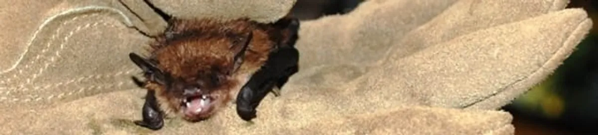 Bat removal specialist holding a bat safely during humane exclusion in Wilmington, NC