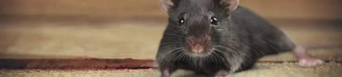 Mouse indoors, a common sign of a rodent infestation in Wilmington, NC