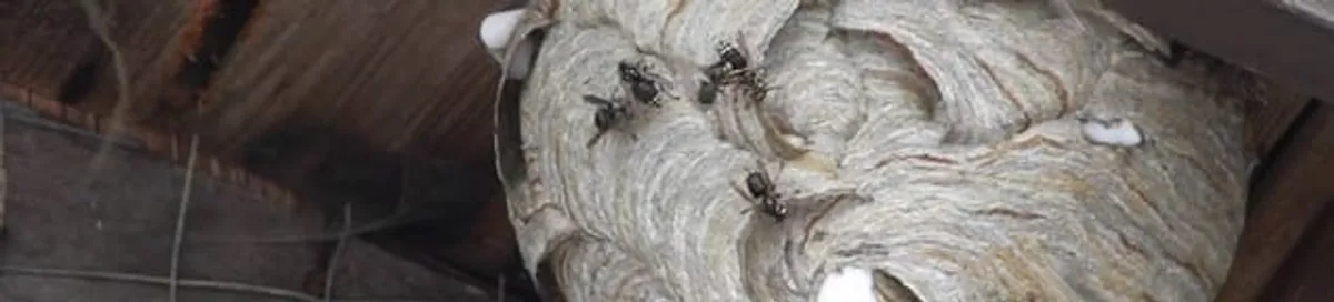 Close-up of a wasp nest with active wasps, a sign of an infestation in Wilmington, NC